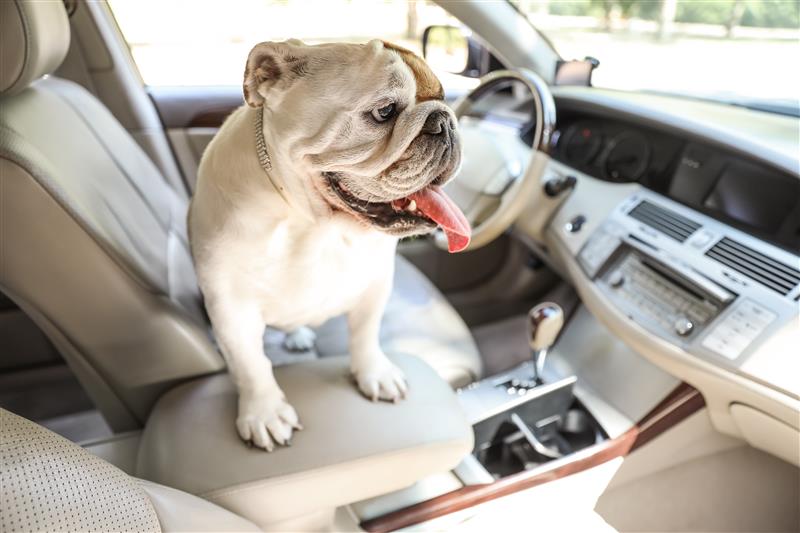 How to Remove Pet Hair from Car Seats: Proven Tips and Tools That Work