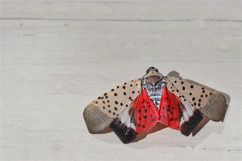 How to Clean Lanternflies Off Your Car