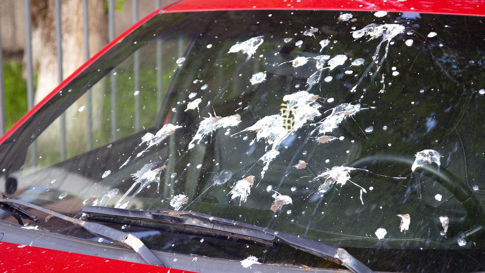 Clean Bird Droppings Off Your Windshield the Easy Way