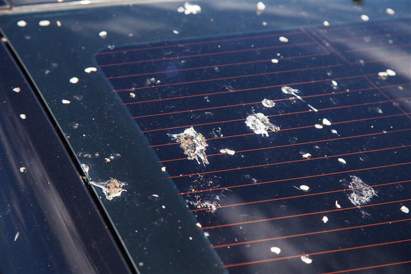 How to Clean Bird Poop Off Your Car