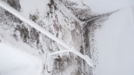 How to Get Mildew Smell Out of a Car - Stoner Car Care