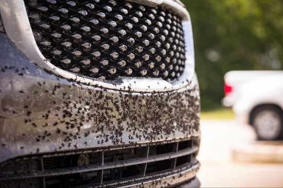 bugs stuck to the front of a car