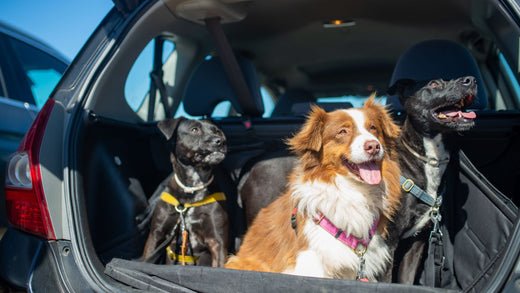 Unleash a Cleaner Car: How to Get Rid of Pet Hair - Stoner Car Care